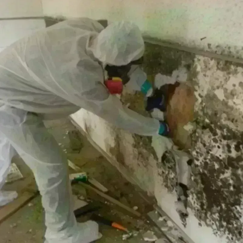 Mold Remediation and Removal in Falmouth, KY